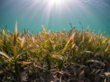 A seagrass meadow. (Photo by Benjamin L. Jones on Unsplash)